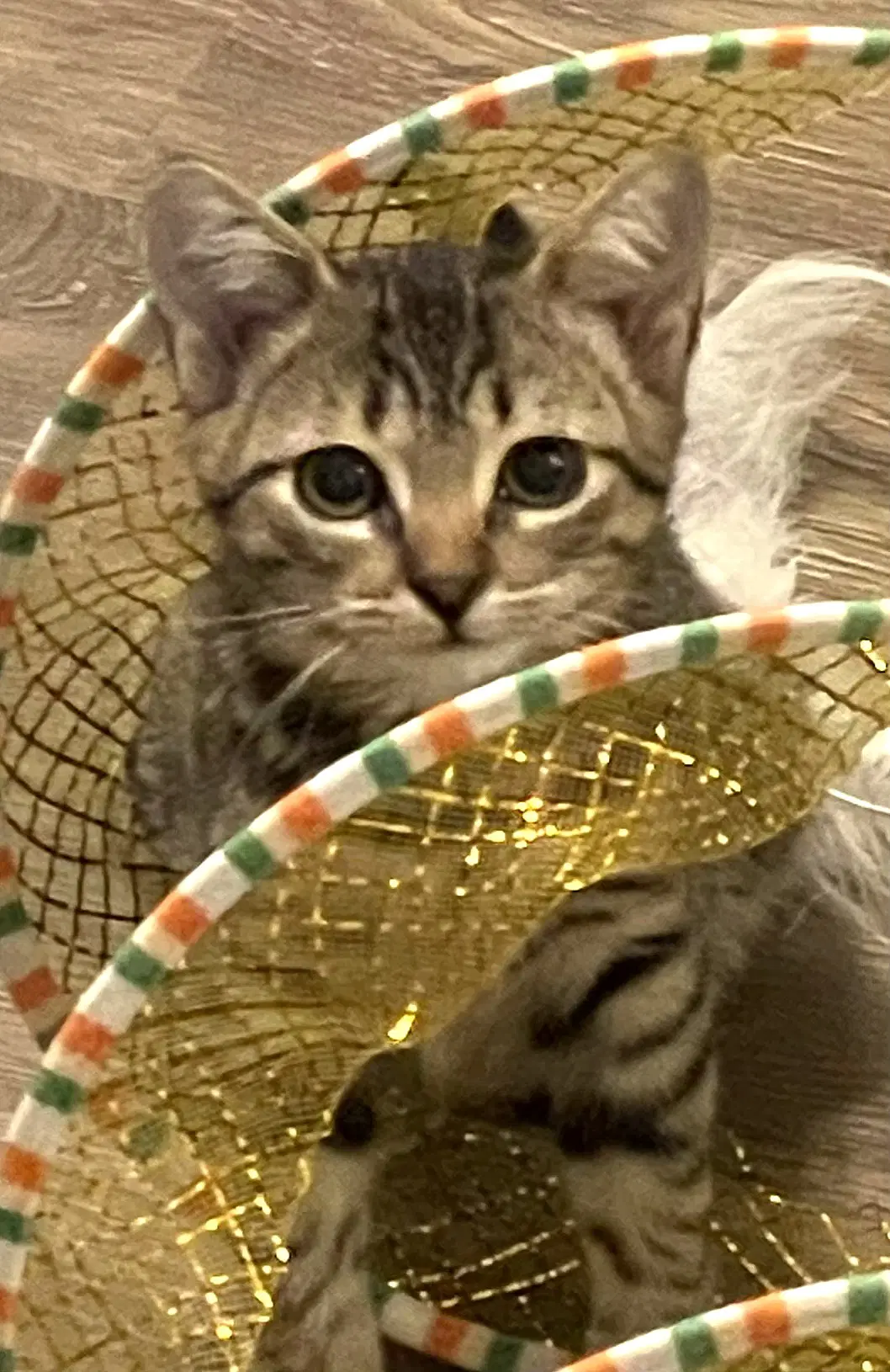 Vicky - Domestic Short Hair