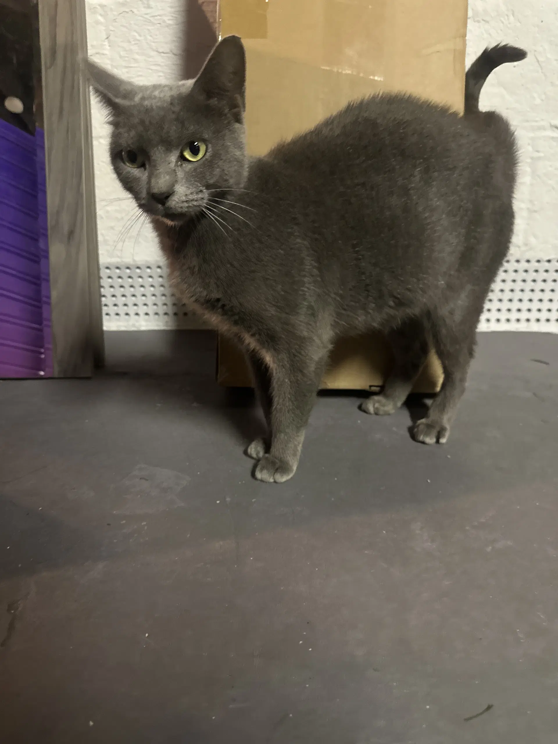 Minnie G - Domestic Short Hair