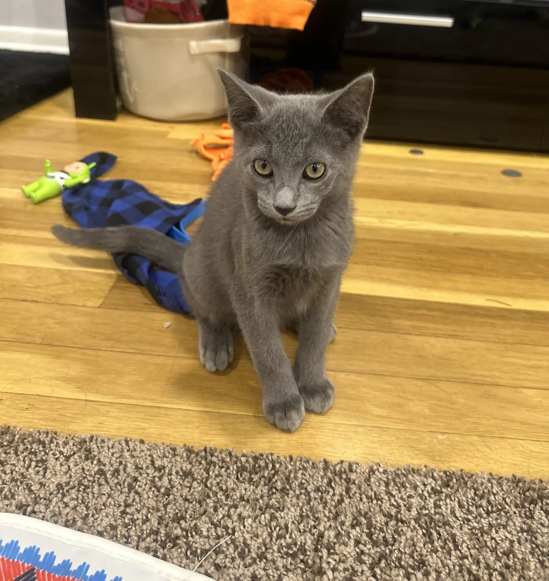 Donald G - Domestic Short Hair