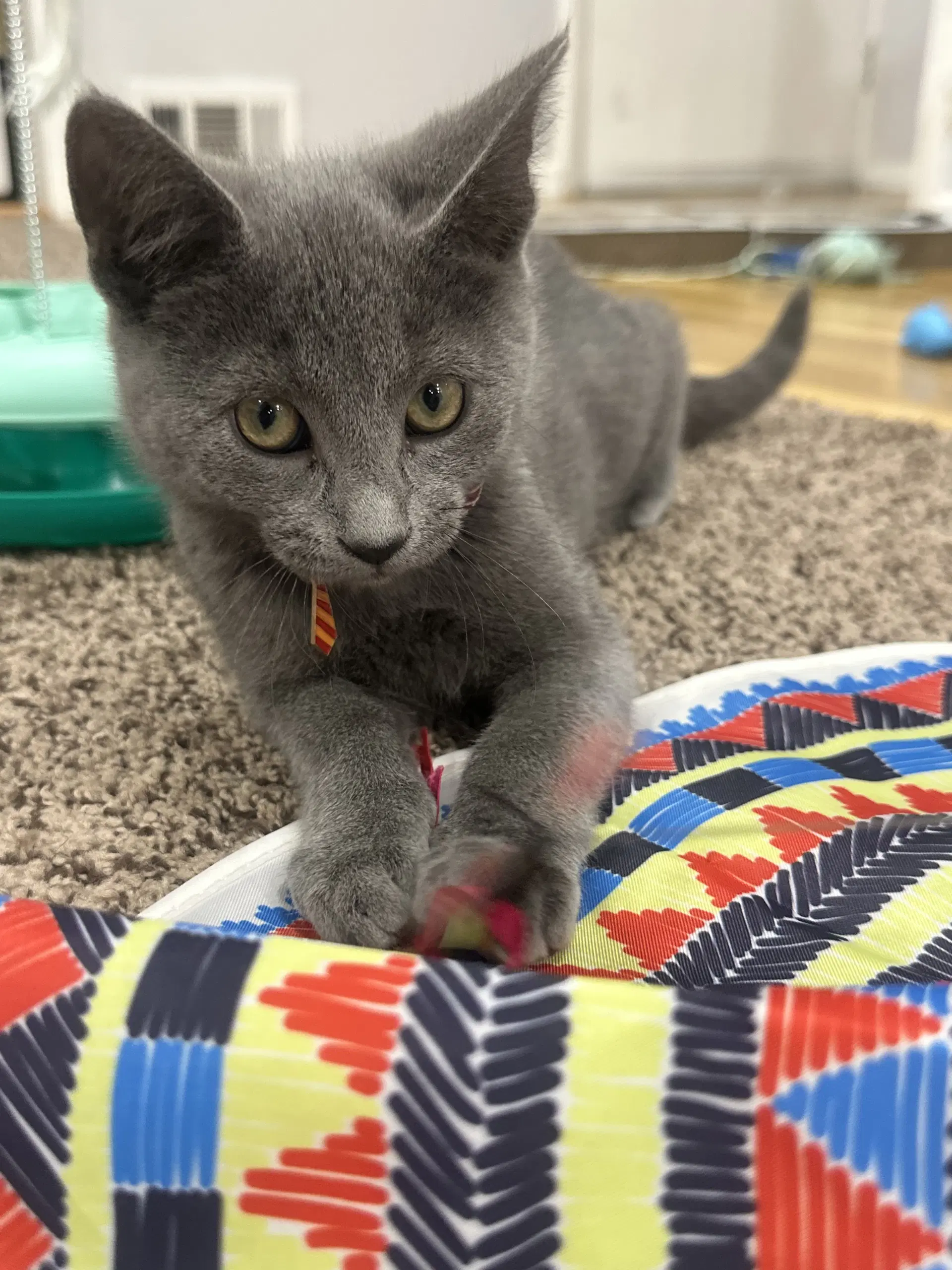 Goofy G - Domestic Short Hair