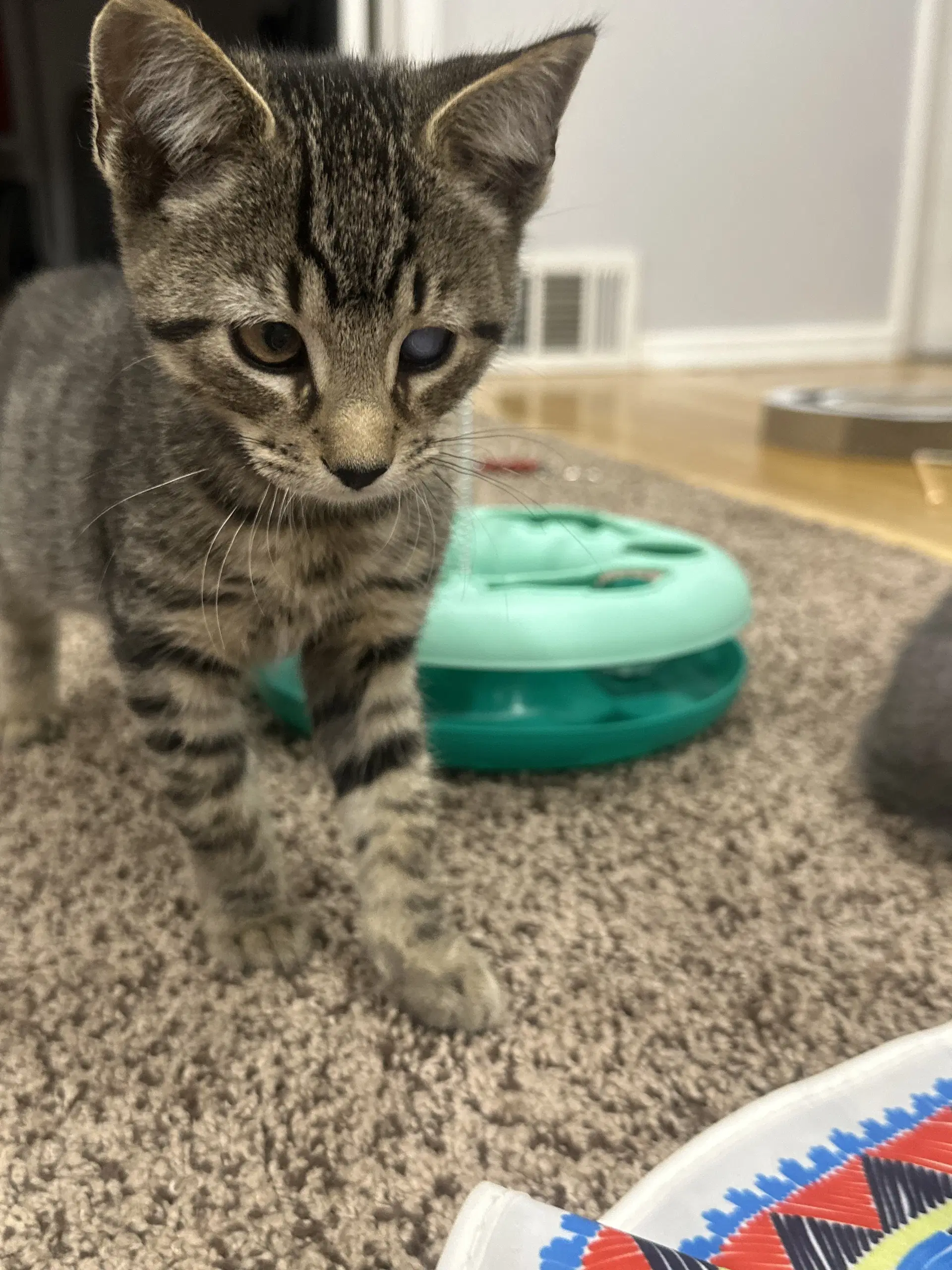 Zoro G - Domestic Short Hair