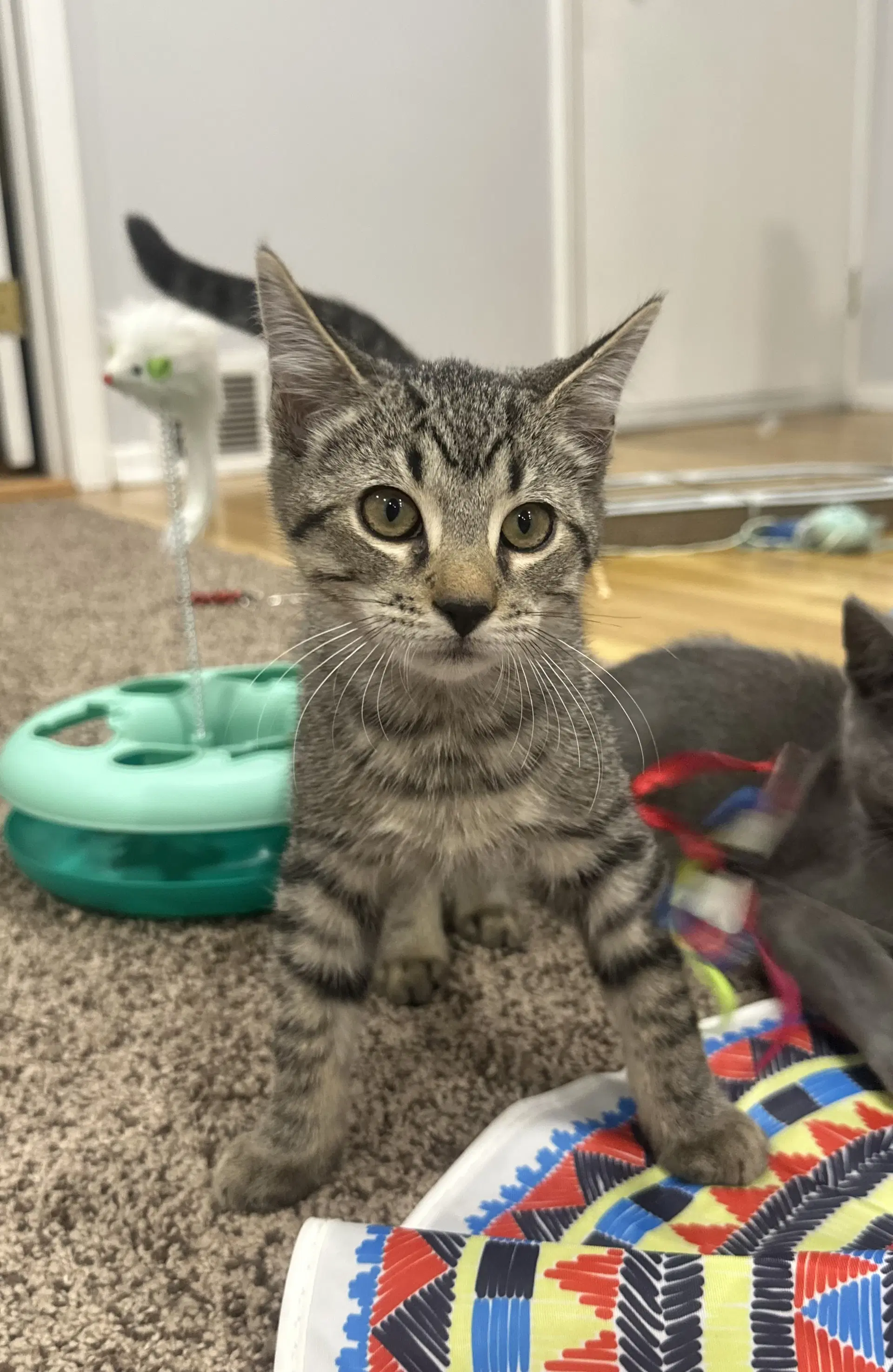 Mickey G - Domestic Short Hair