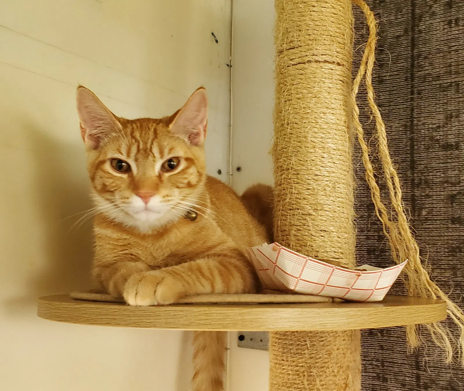 Antman - Domestic Short Hair