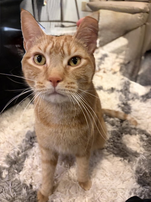 Antman, a cat for adoption from Trenton Cats Rescue