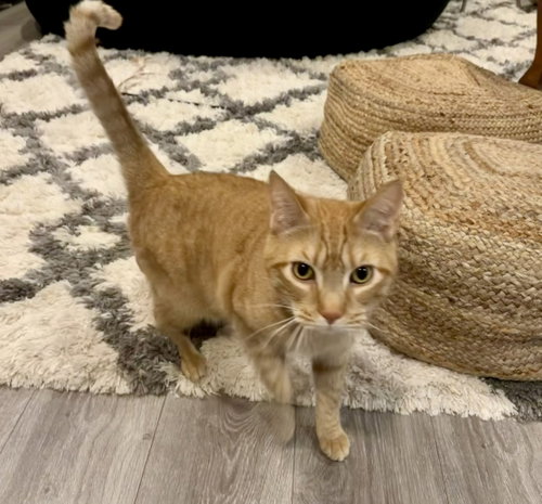 Antman, Domestic Short Hair (short coat)