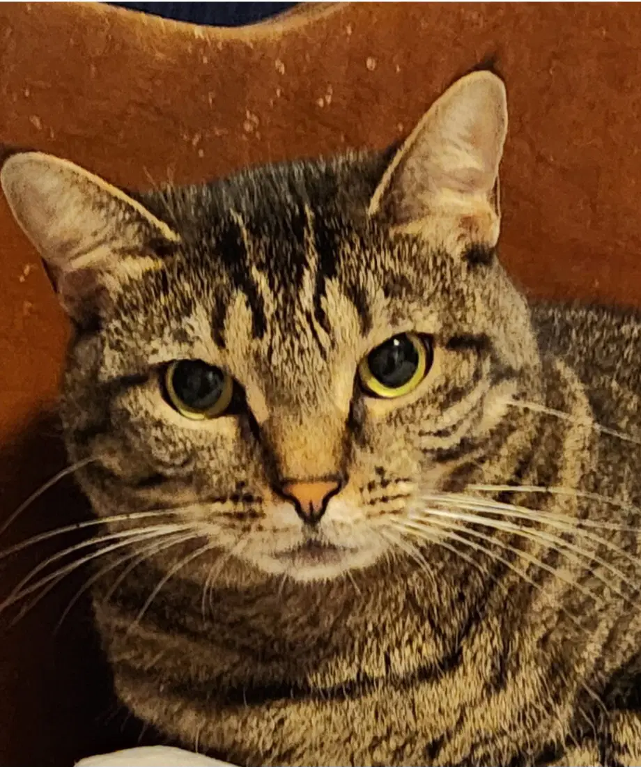 Izzy - Domestic Short Hair