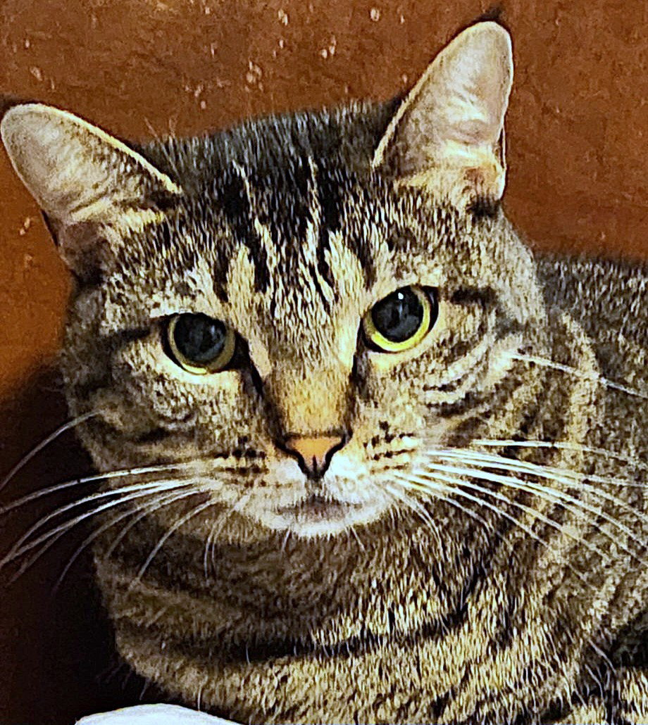 Izzy, photo 8