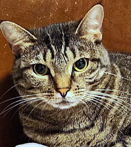 Photo 2 of Izzy