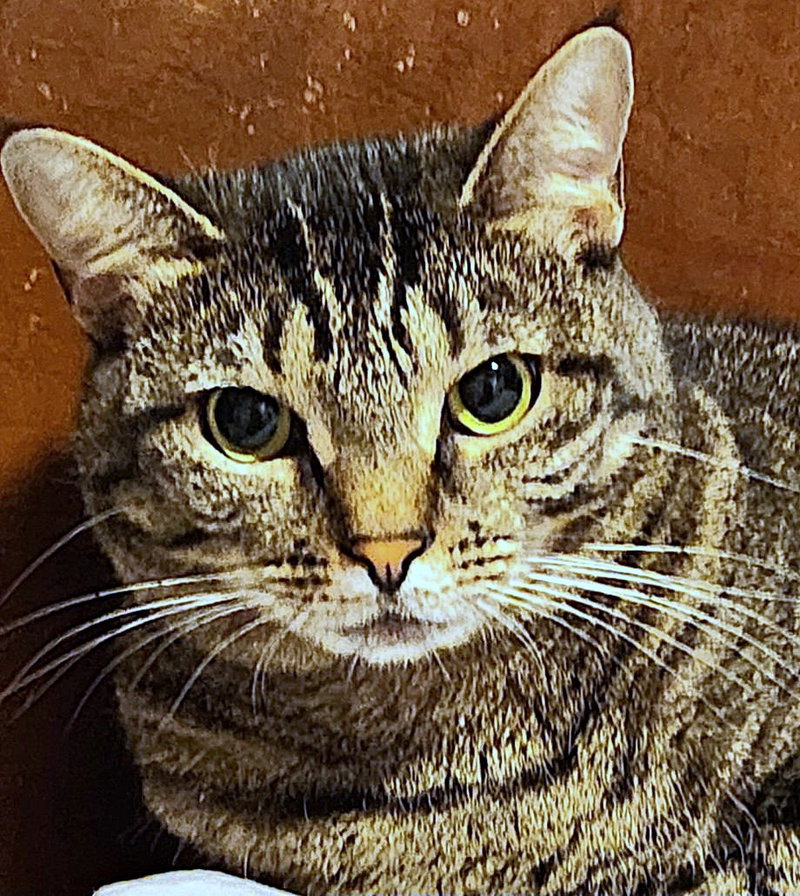 Izzy, photo 7