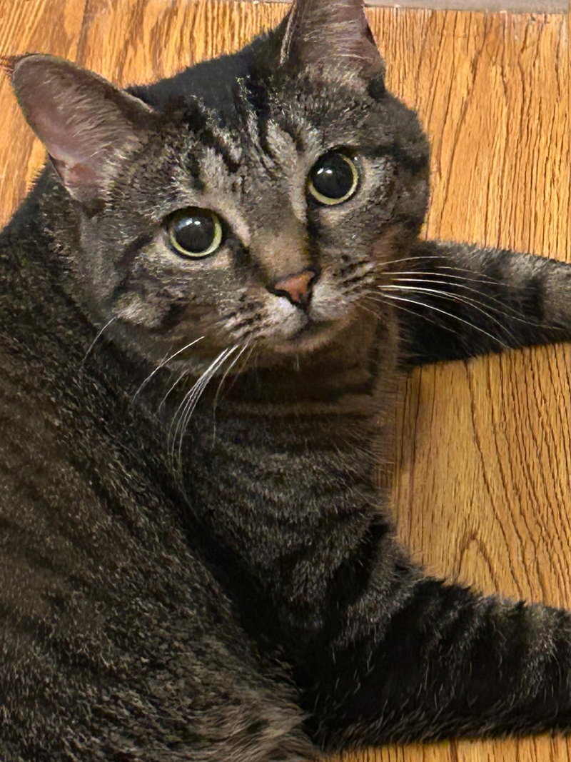 Izzy, photo 8