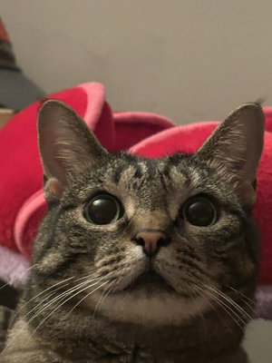 Izzy, photo 2