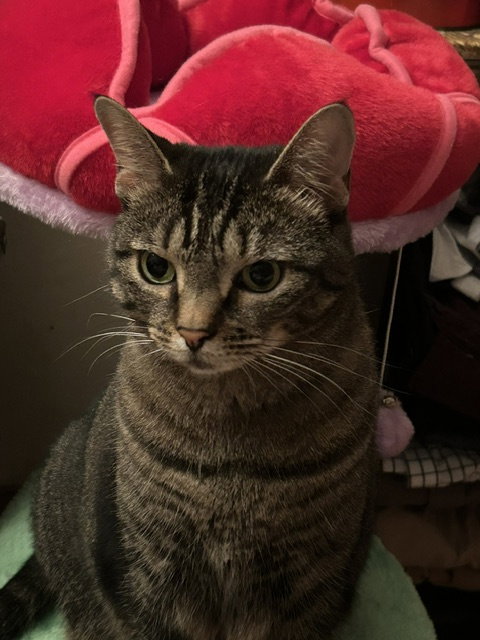 Izzy, photo 6