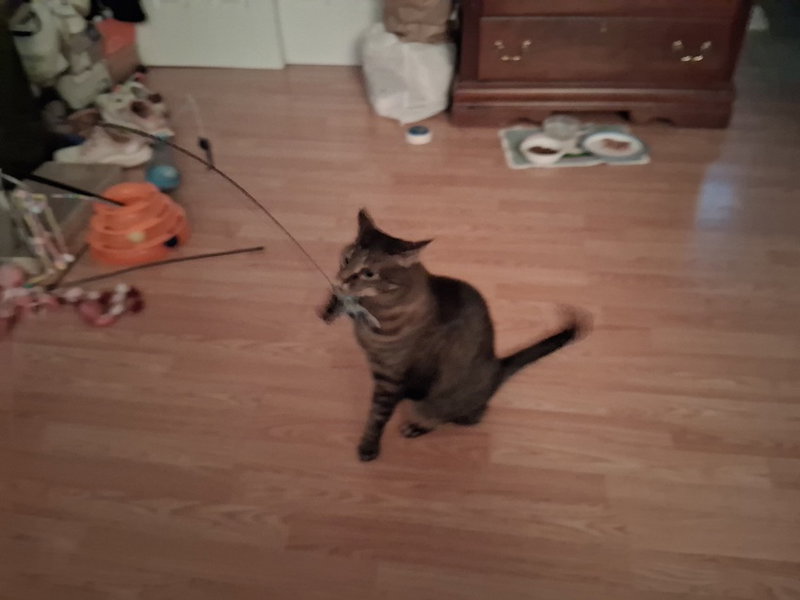Izzy, photo 9