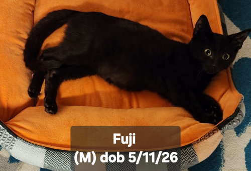 Photo 2 of Fuji