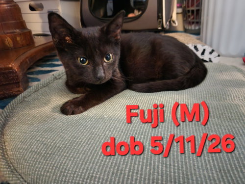 Fuji, a cat for adoption from Trenton Cats Rescue