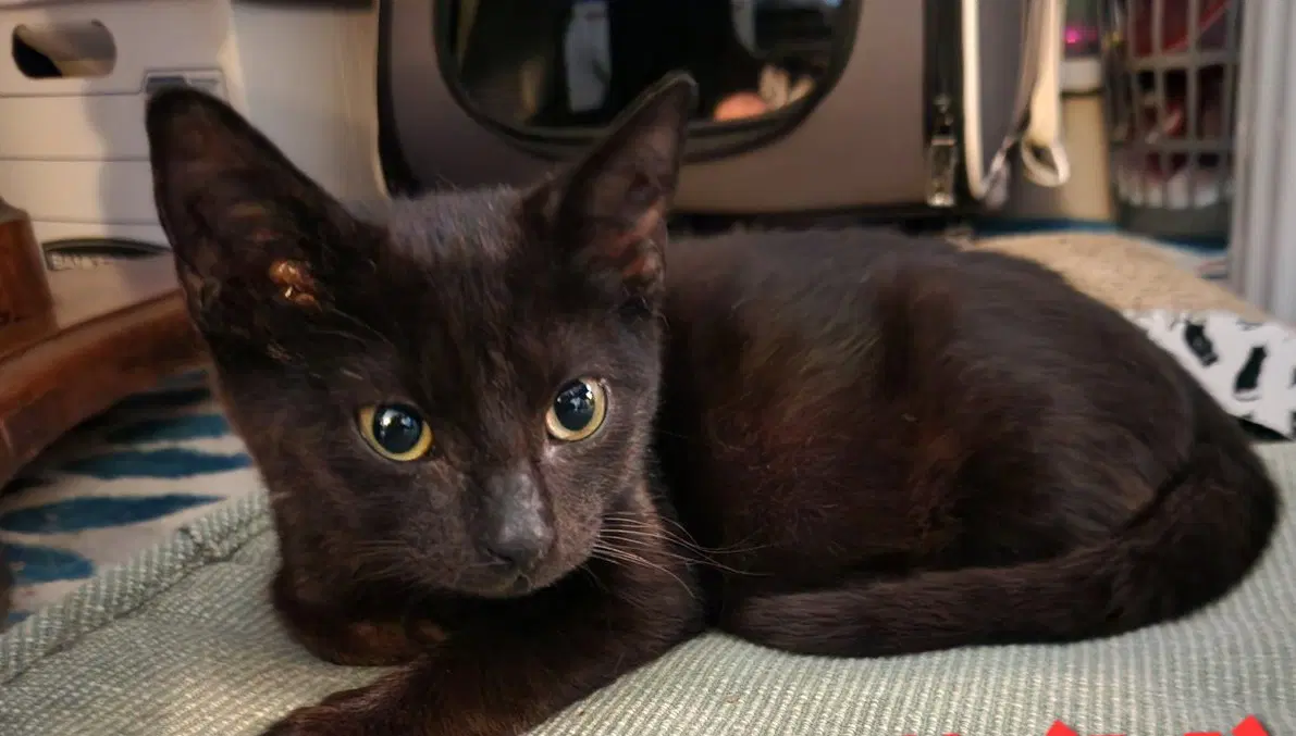 Fuji - Domestic Short Hair
