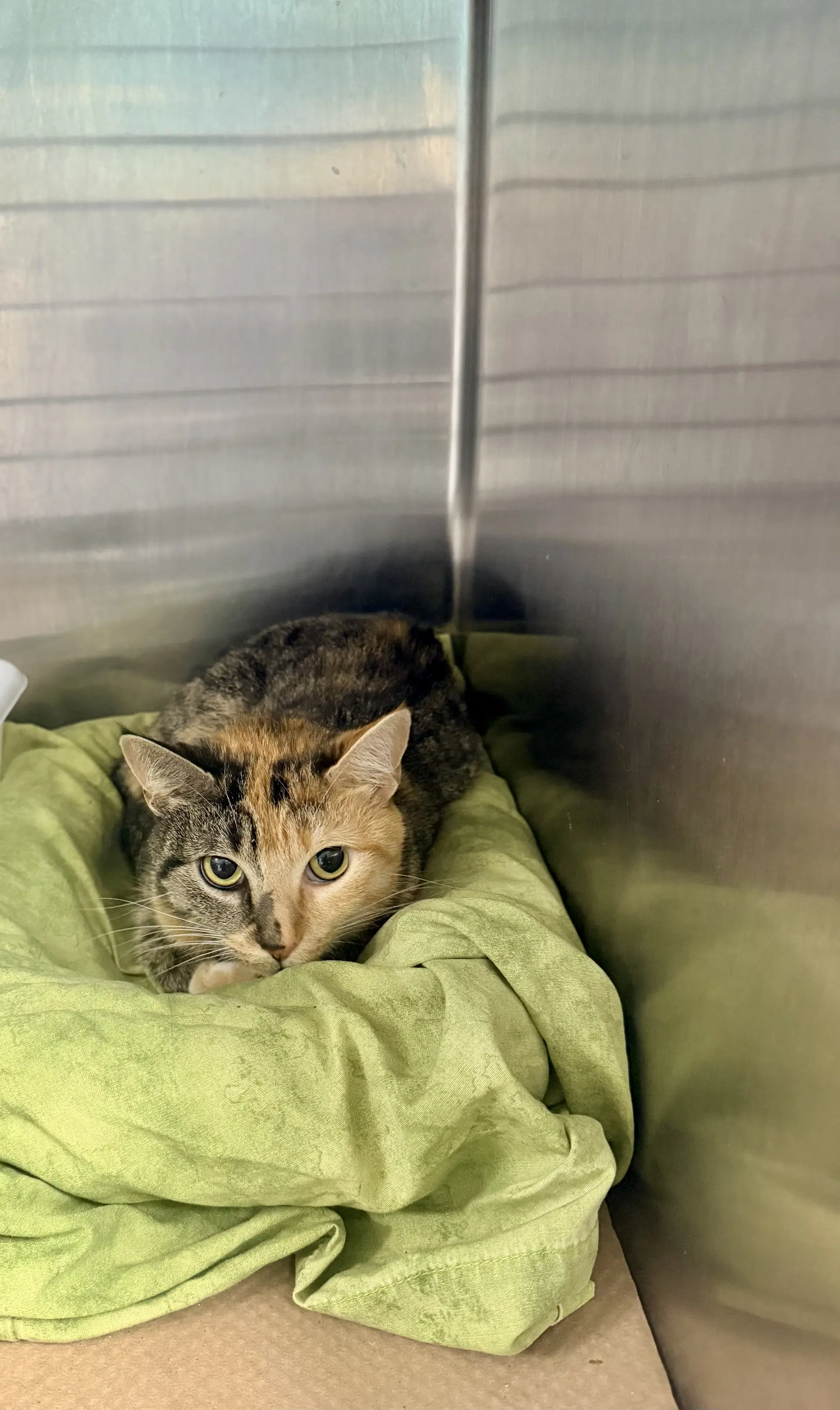 Kate Hudson Tas - Domestic Short Hair