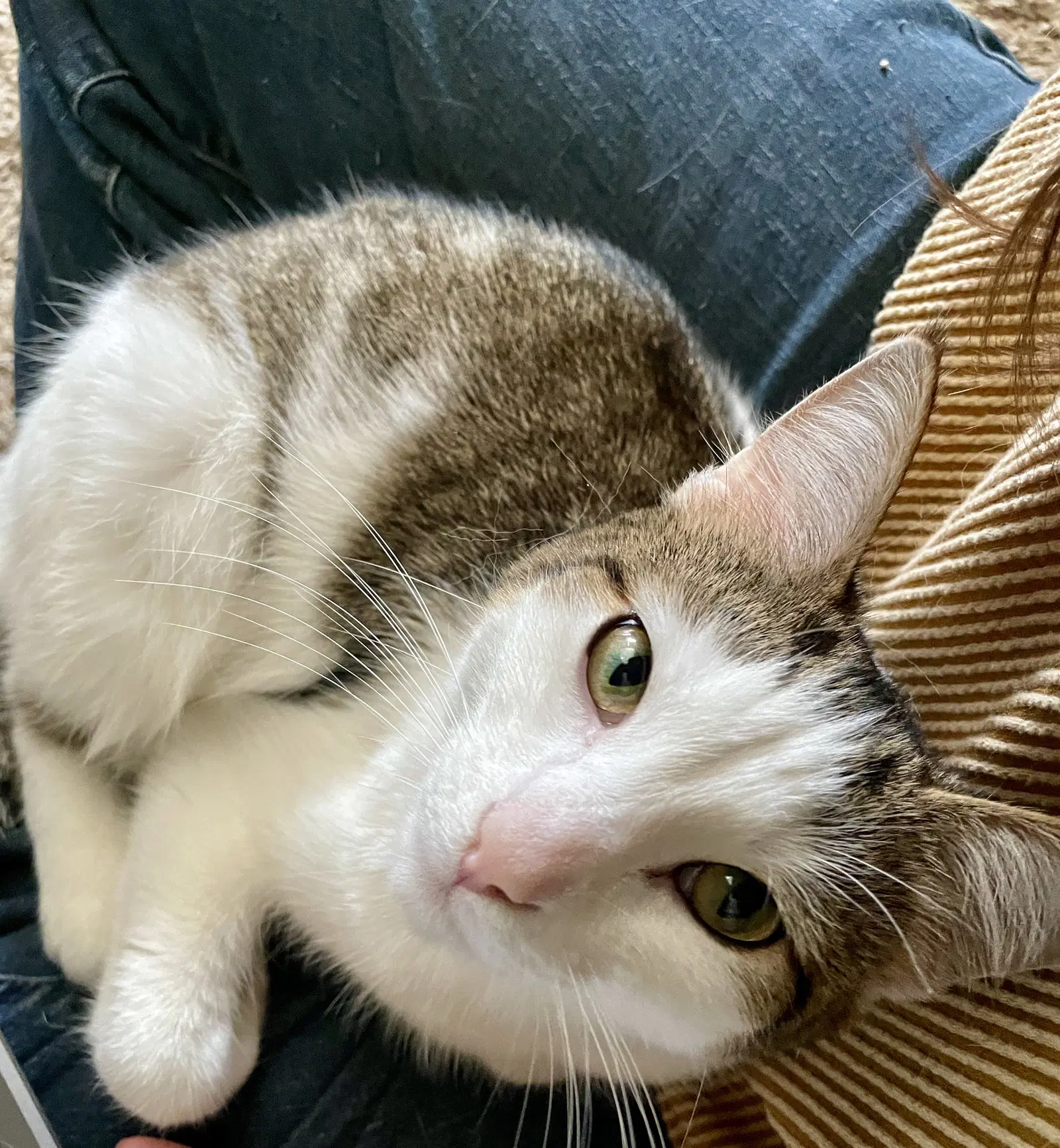 Pearl Stone - Domestic Short Hair