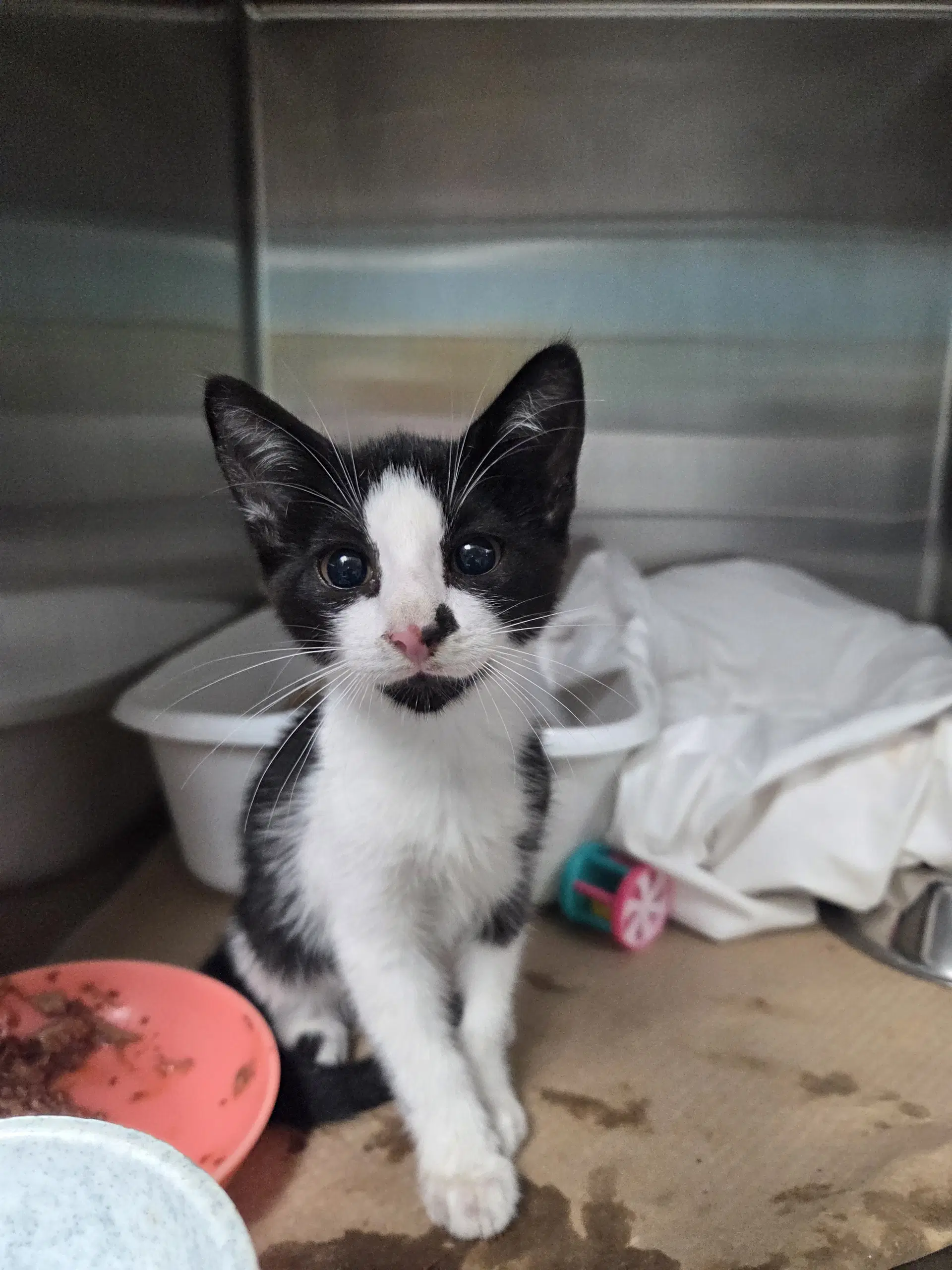 Ellie R - Domestic Short Hair