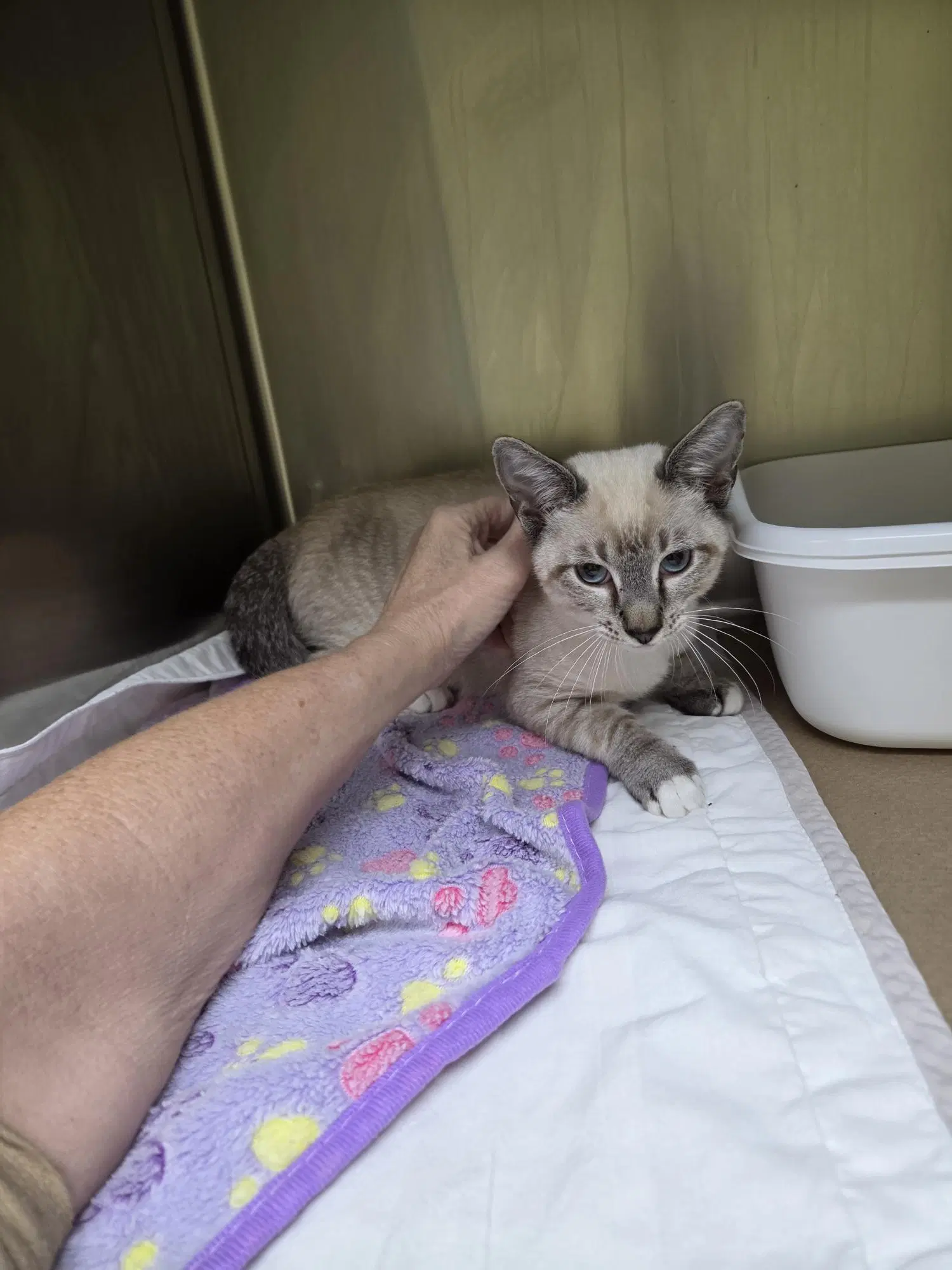 Jitzu Tas - Domestic Short Hair