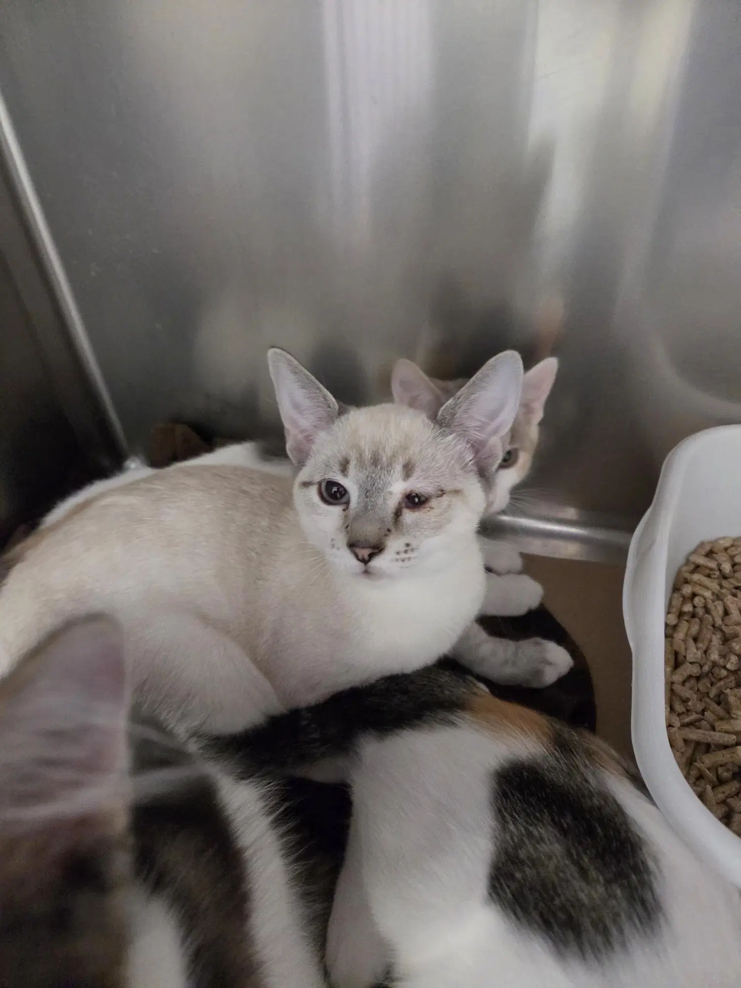 Asami Tas - Domestic Short Hair
