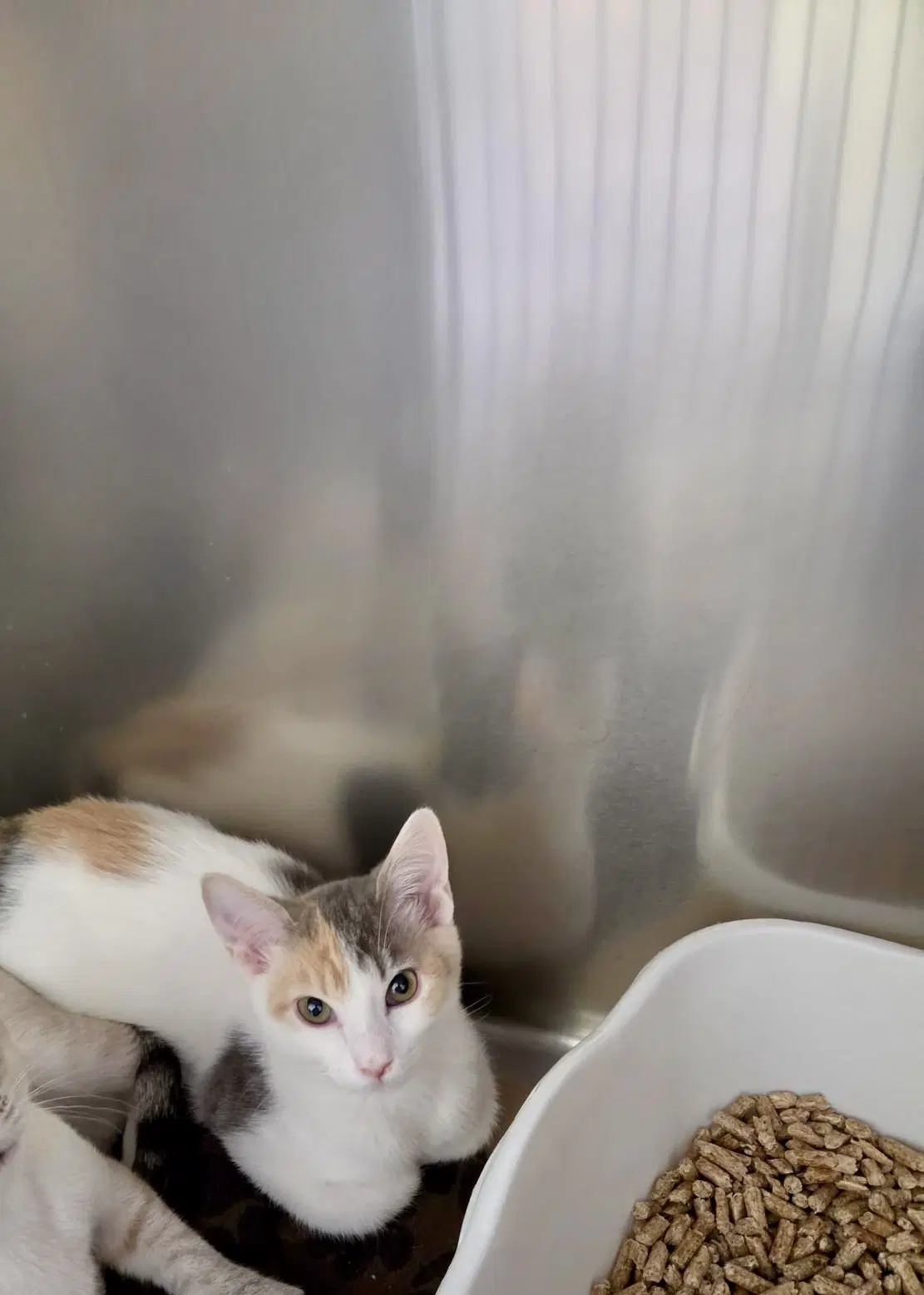 Stream Tas - Domestic Short Hair
