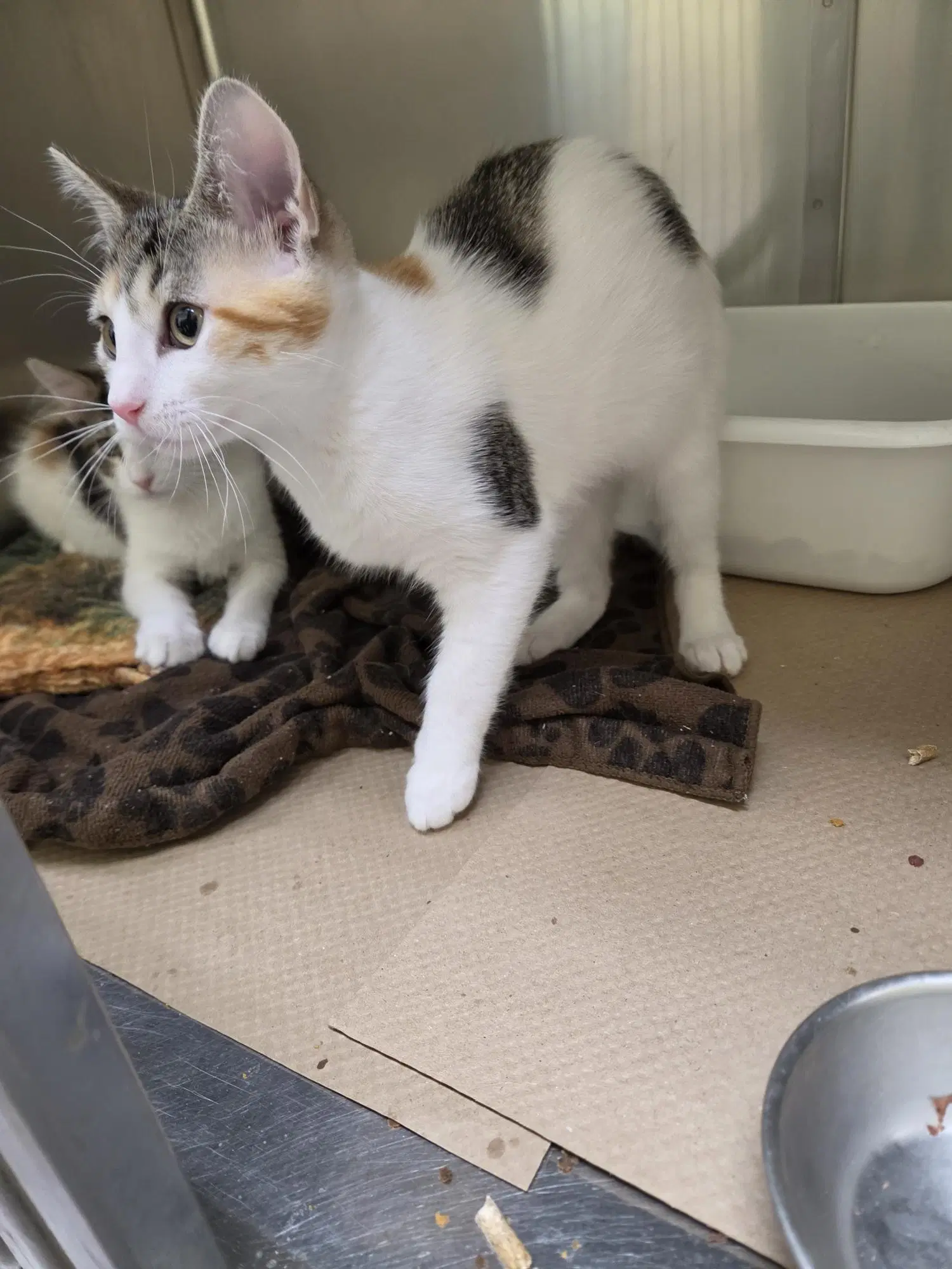 Pond Tas - Domestic Short Hair