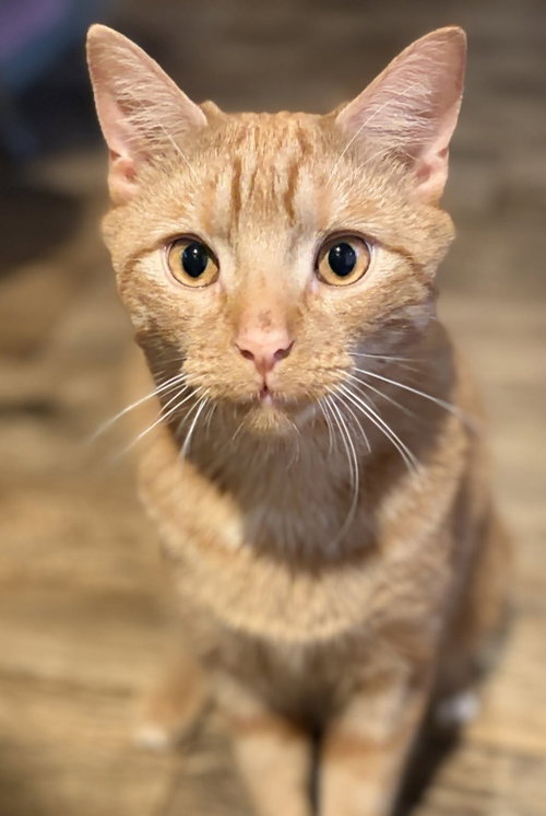 Victor Valentine, a cat for adoption from Trenton Cats Rescue