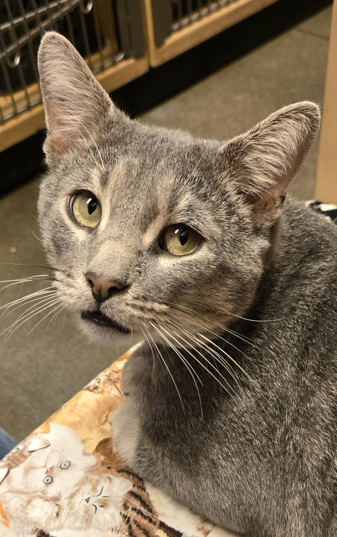 Tipper, Domestic Short Hair