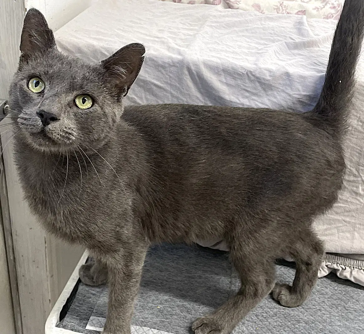 Buford - Domestic Short Hair