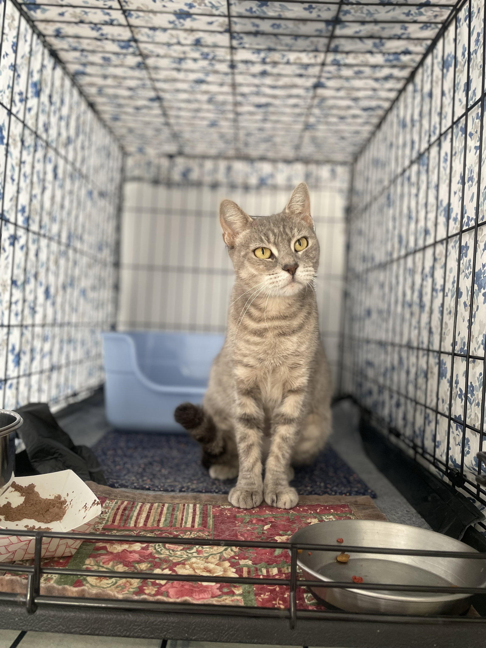 Dehlyla, Domestic Short Hair