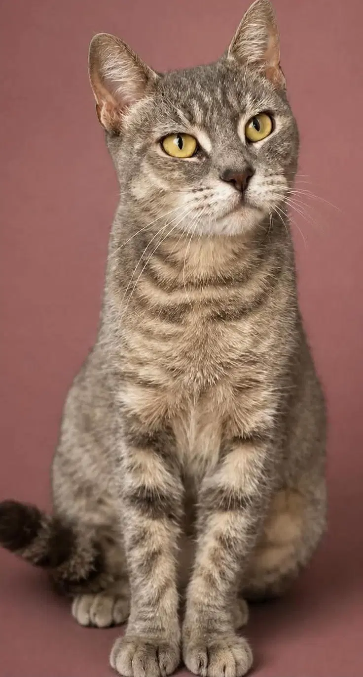 Dehlyla - Domestic Short Hair
