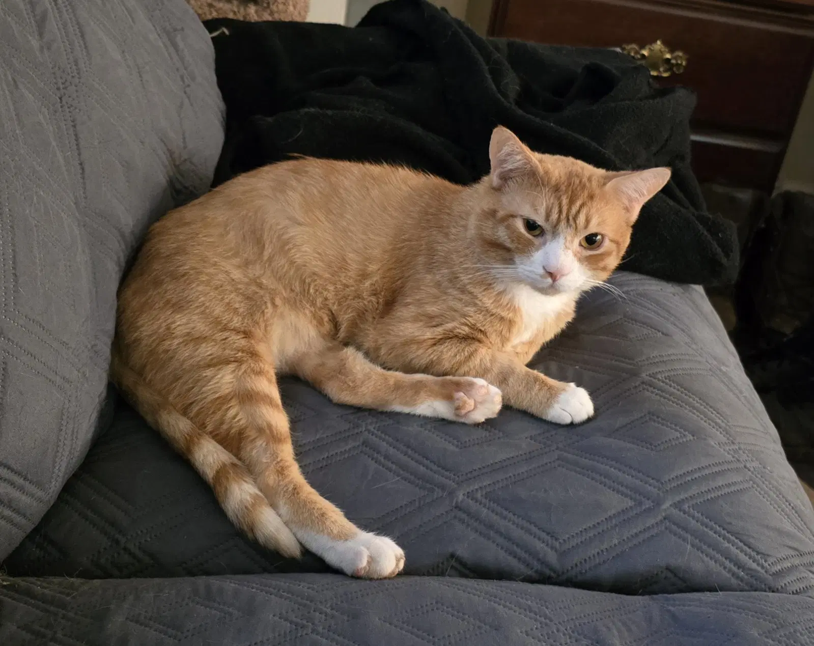 Usa - Domestic Short Hair