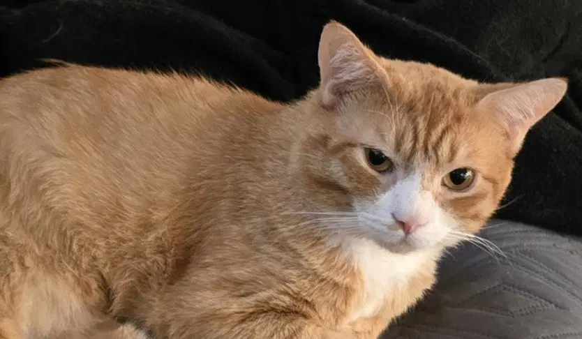Usa - Domestic Short Hair