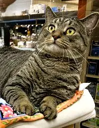 Jason - Domestic Short Hair