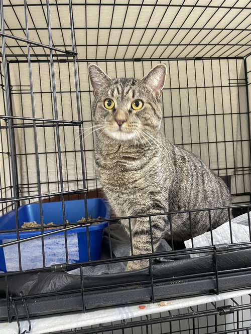 Jason, a cat for adoption from Trenton Cats Rescue