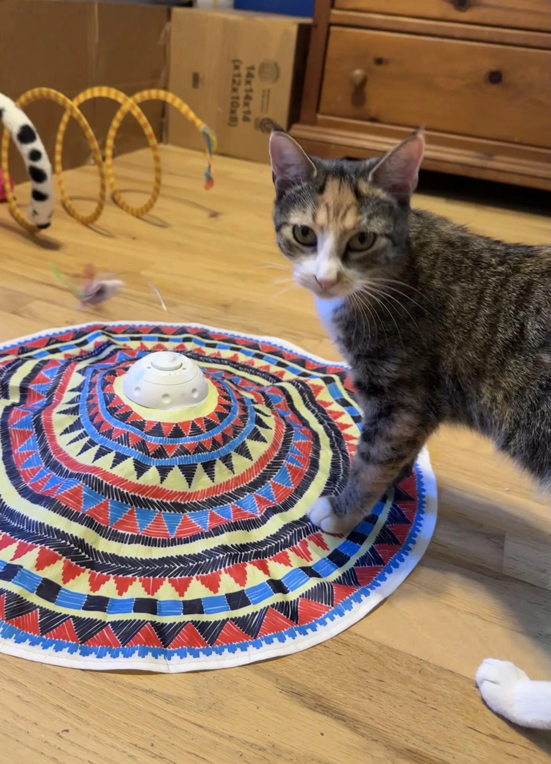 Arissa - Domestic Short Hair