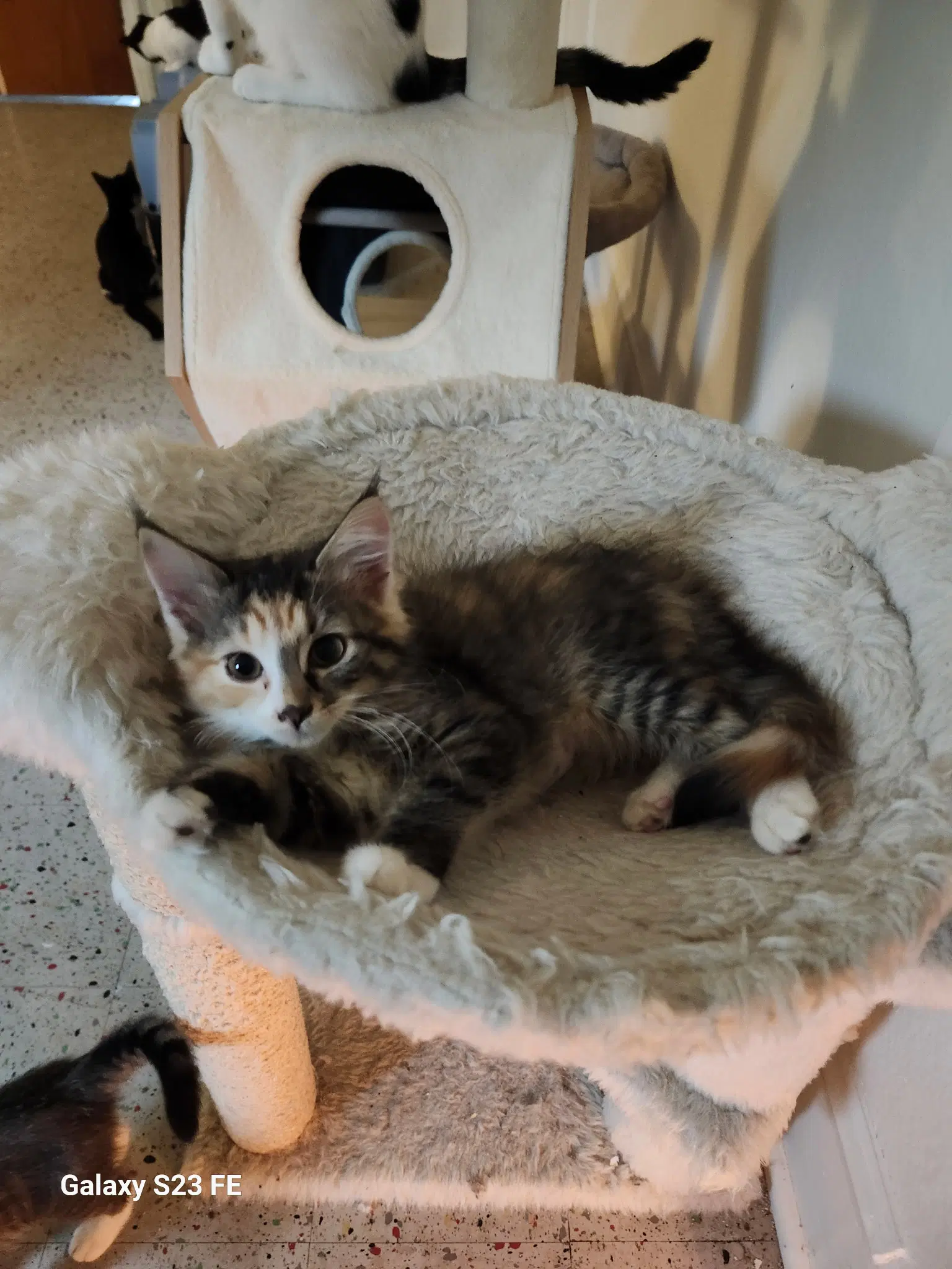 Autumn Leafs - Domestic Short Hair