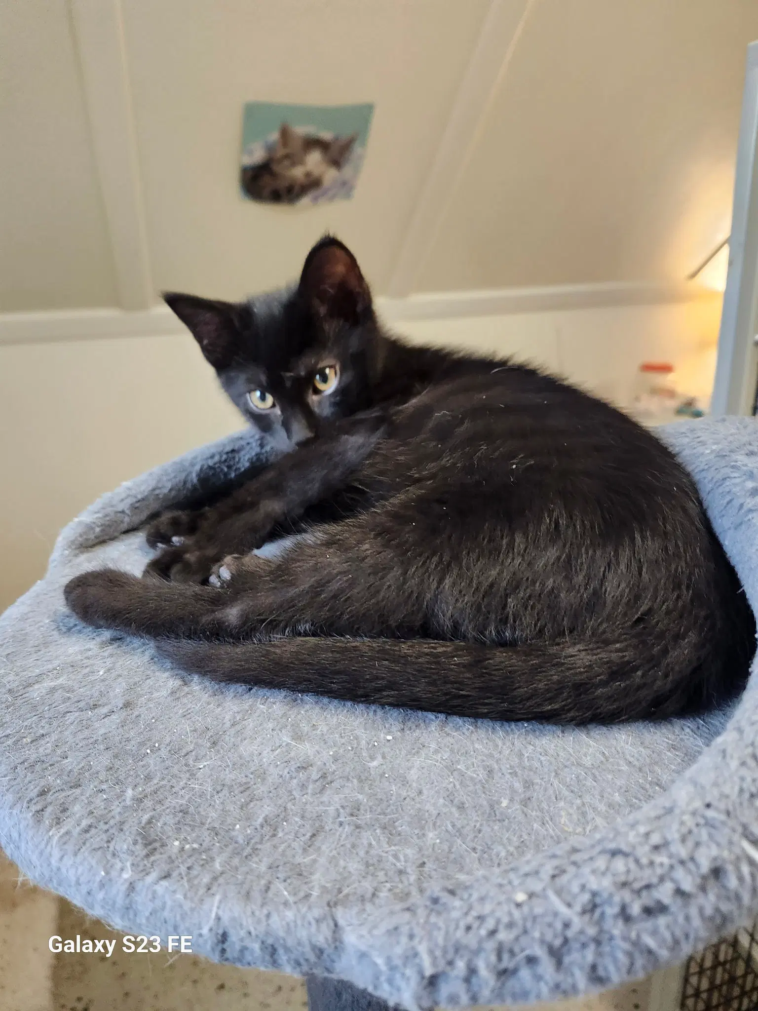 Bumblepaws - Domestic Short Hair