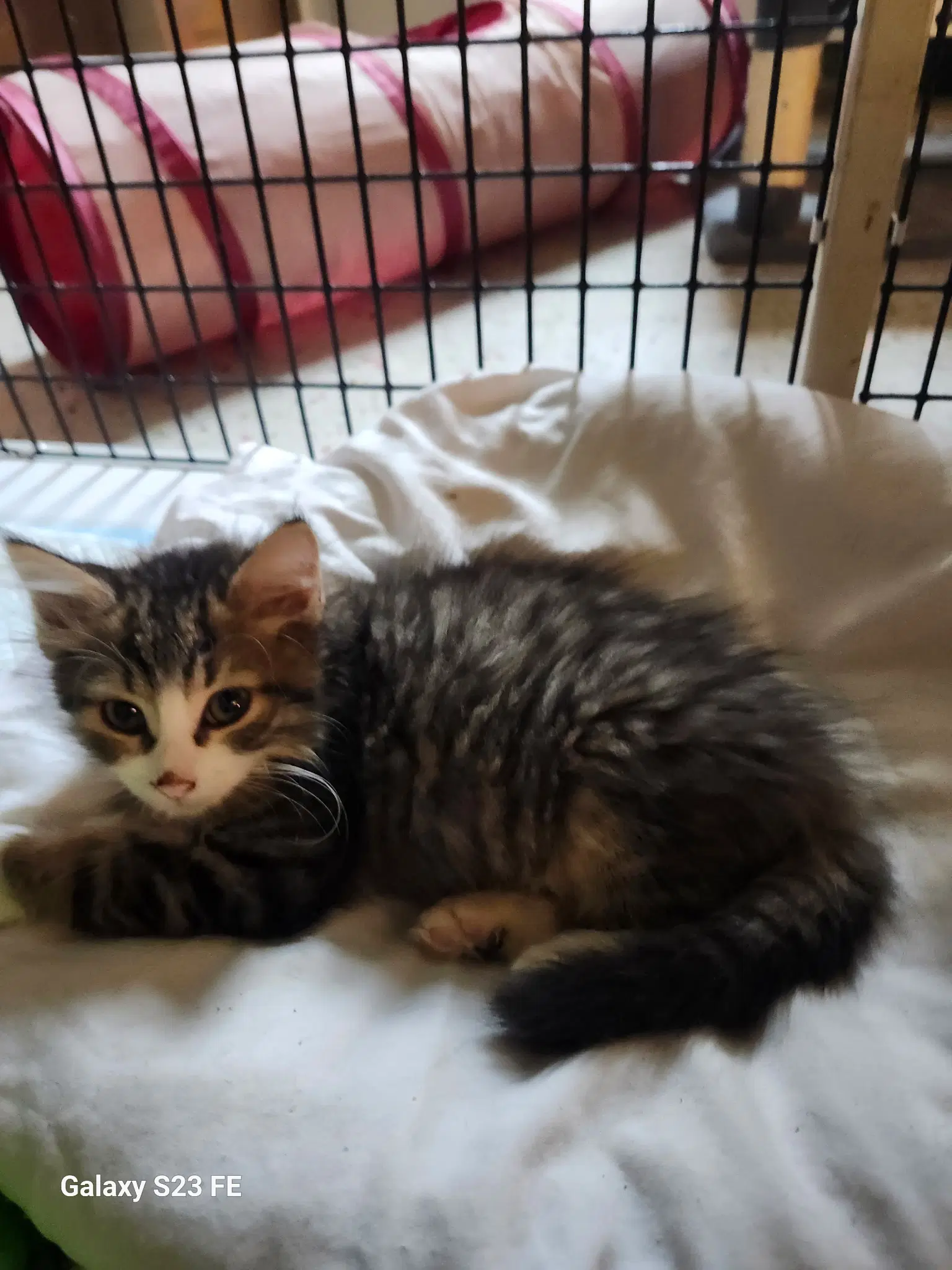 Meowpaws - Domestic Short Hair