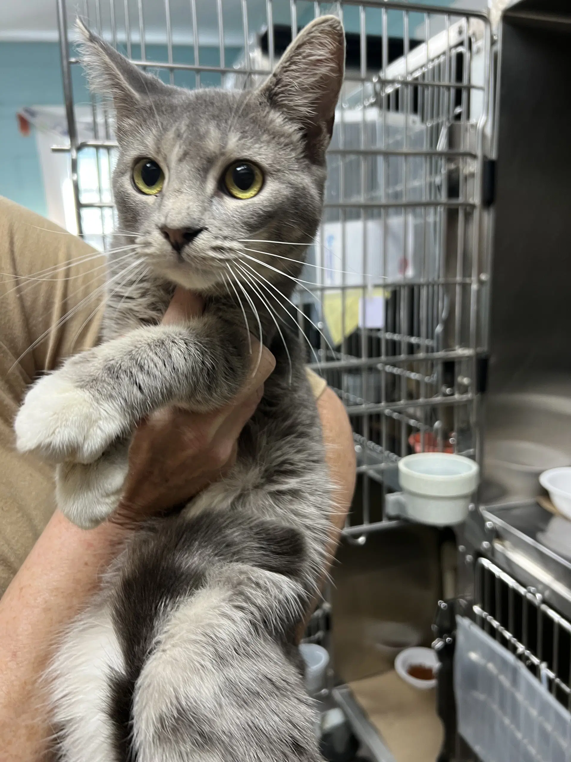 Boosie Frog Tas - Domestic Short Hair