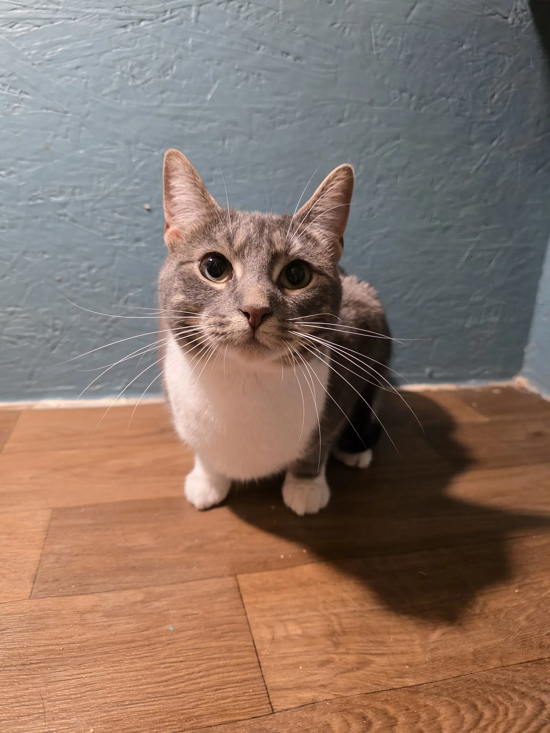 Whiskers D - Domestic Medium Hair