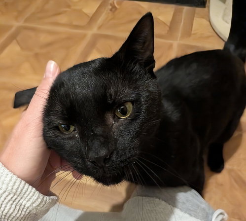 Knuckles, a cat for adoption from Trenton Cats Rescue
