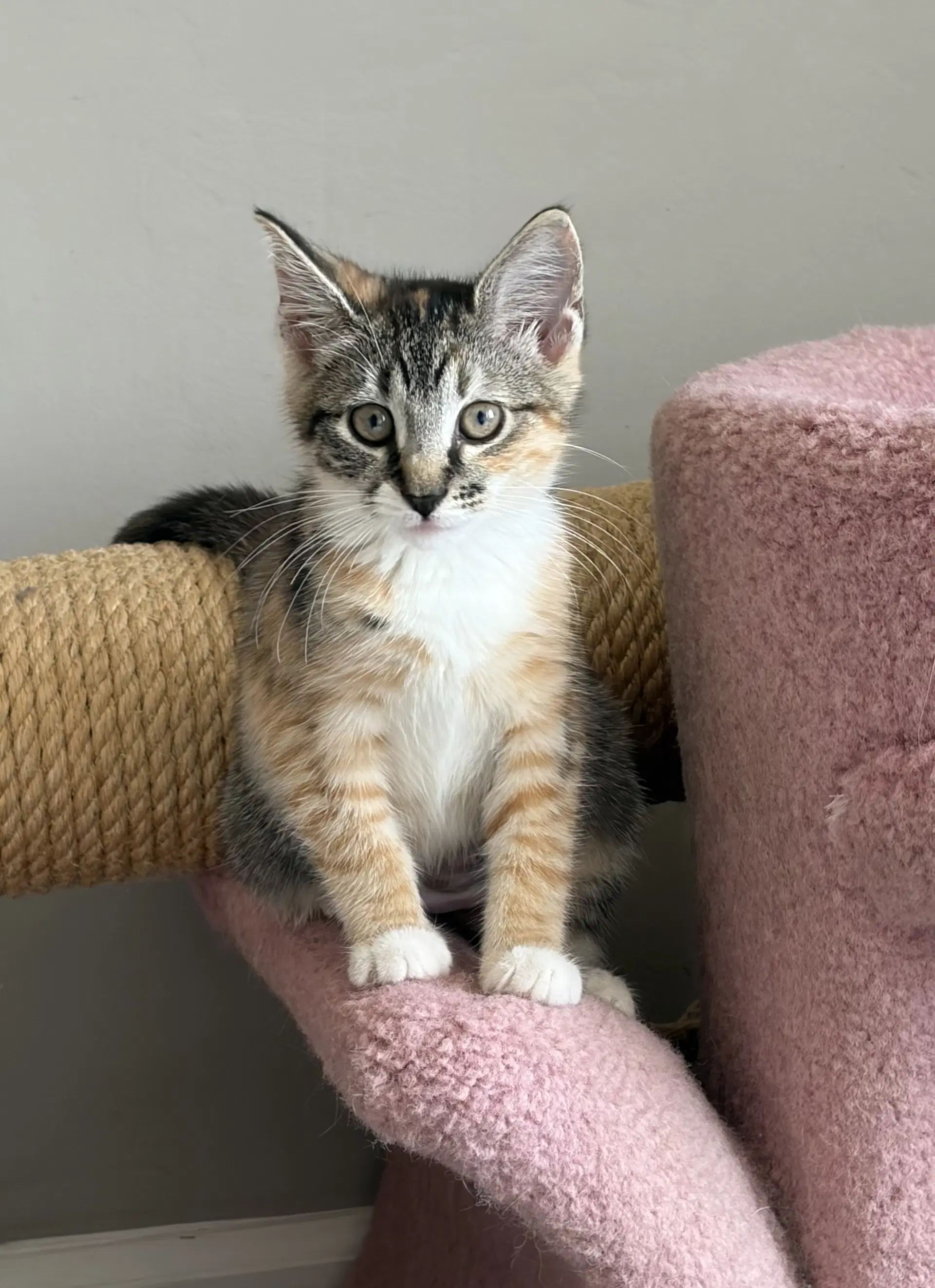 Shogunyan - Domestic Short Hair