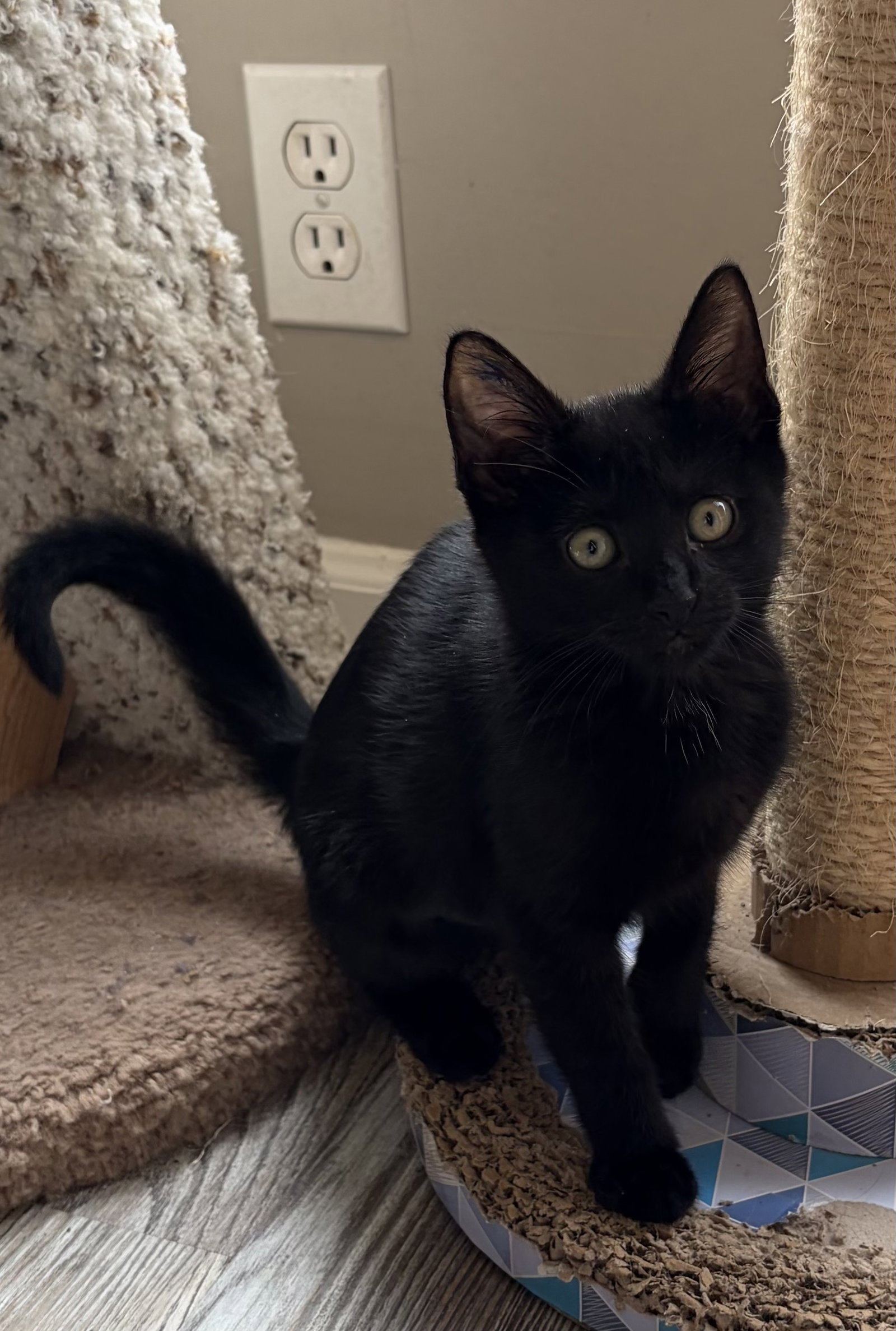 Darknyan
