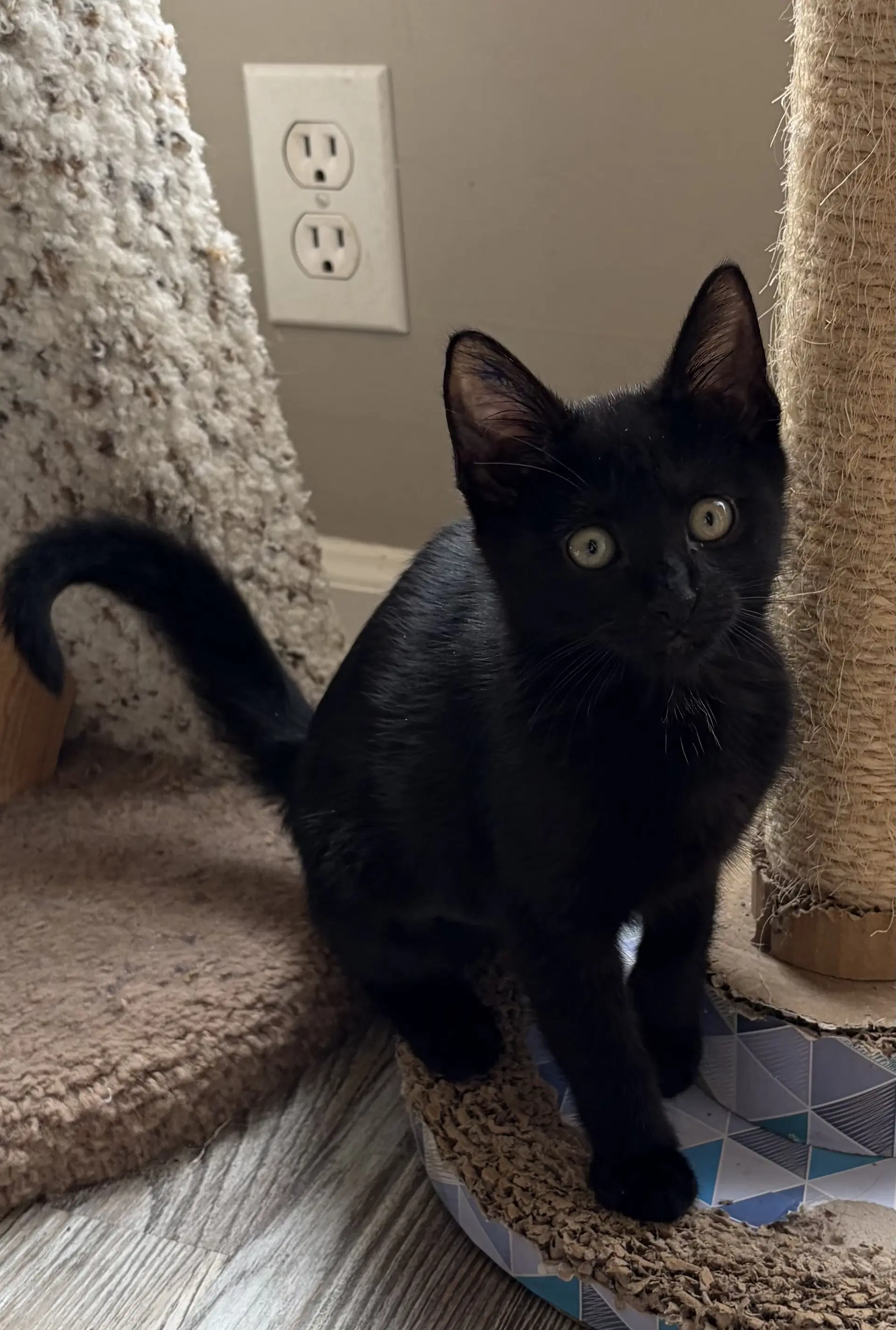 Darknyan - Domestic Short Hair
