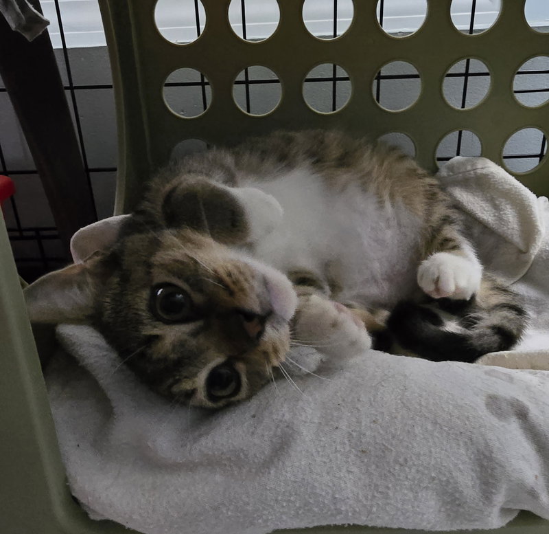 Axel, a male kitten up for adoption