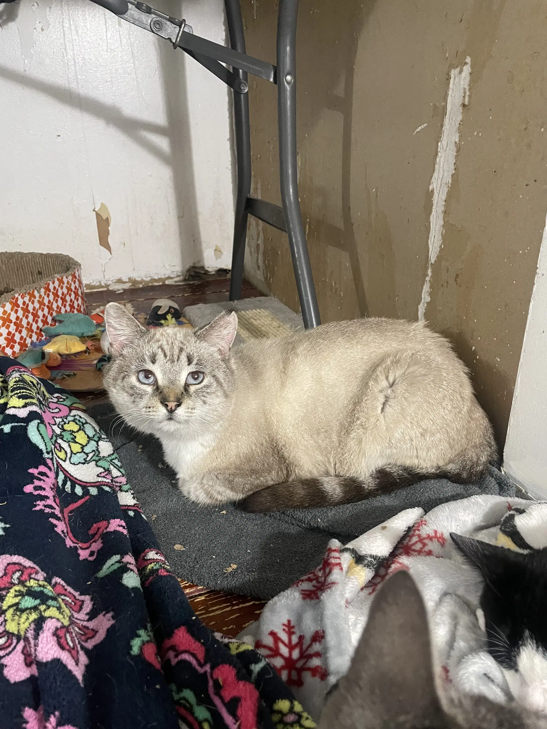 Guapo - Domestic Short Hair