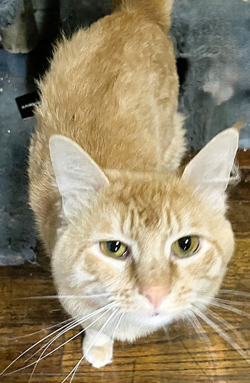 Simba G - Domestic Medium Hair