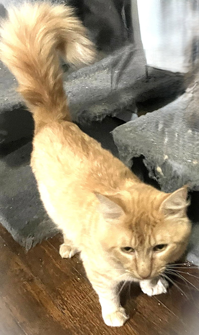 Simba G, photo 2